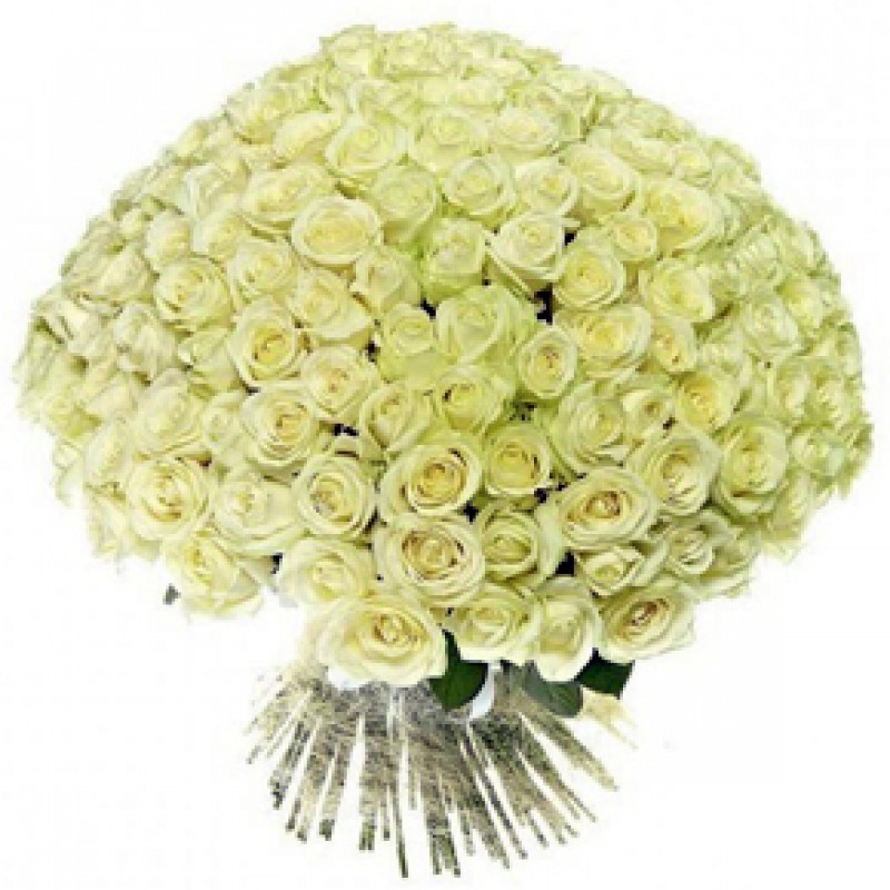 Букет белых роз Эквадор 151 штука 50 см