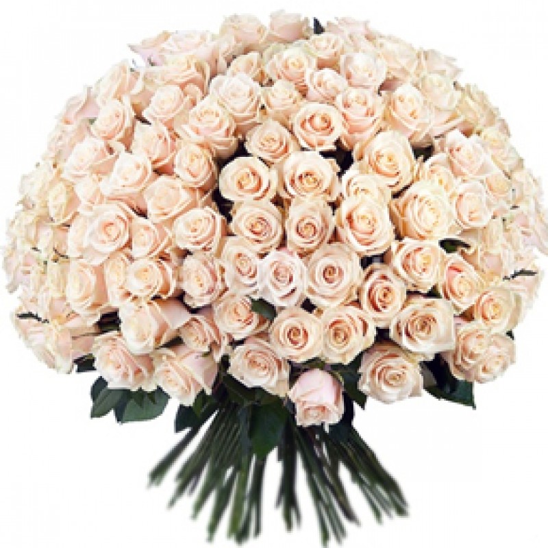 Букет белых роз Эквадор 151 штука 70 см