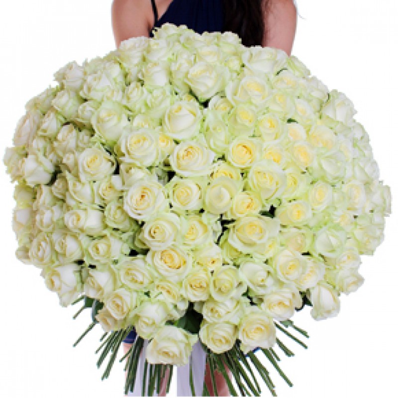 Букет белых роз Эквадор 201 штука 70 см