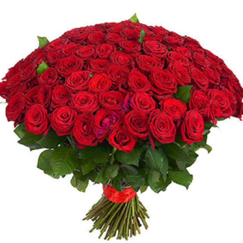 Букет красных роз Эквадор 151 штука 80 см