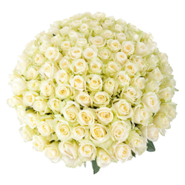 Букет белых роз Эквадор 151 штука 60 см