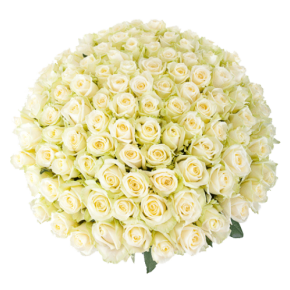 Букет белых роз Эквадор 151 штука 60 см