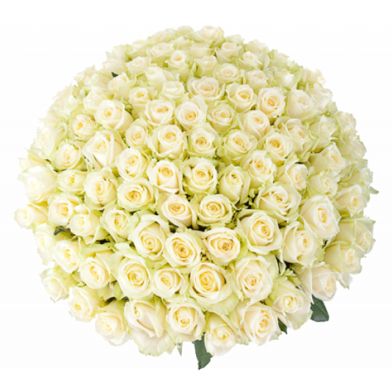 Розы 151 штука урюпинск заказ цветов с доставкой на дом