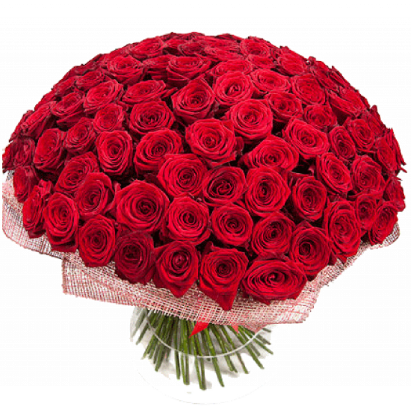 Букет красных роз Эквадор 151 штука 50 см