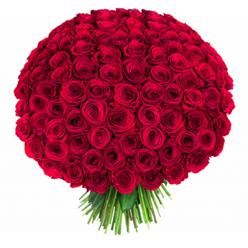 Букет красных роз Эквадор 301 штука 60 см