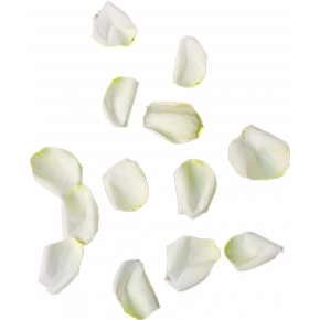 Лепестки белых роз 1 литр