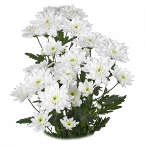 Хризантемы белые 5 штук