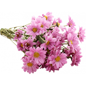 Хризантемы розовые 5 штук