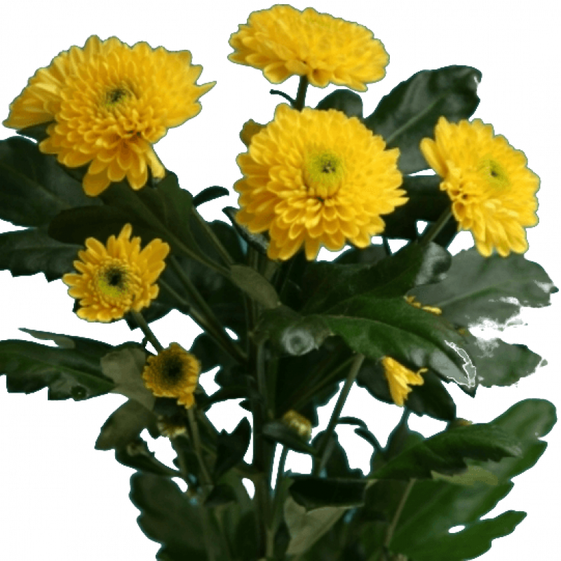 Хризантемы желтые 5 штук