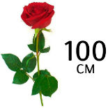 Розы 100 см