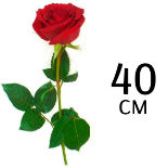 Розы 40 см